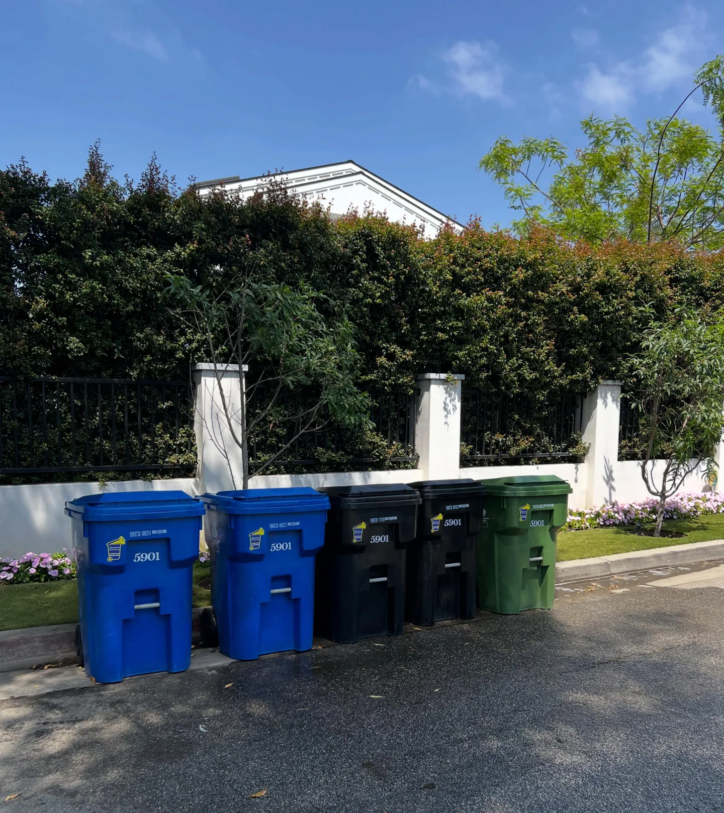 Freshly cleaned blue, black and green bins lined up in front of a hedge